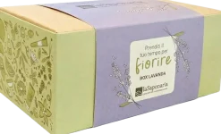 Box Lavanda