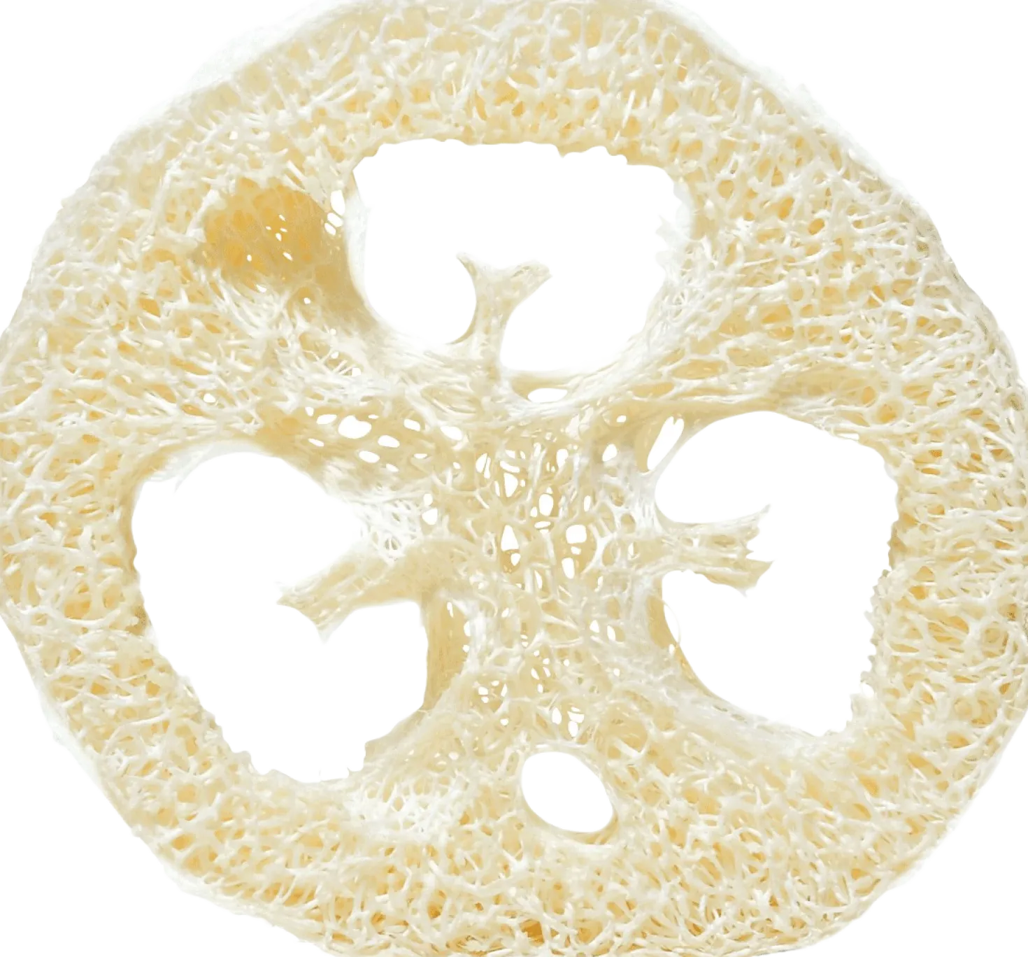 Disco di Luffa