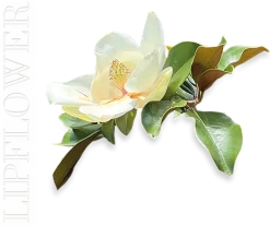 Lip Flower Magnolia Nr. 181, 3,60 g