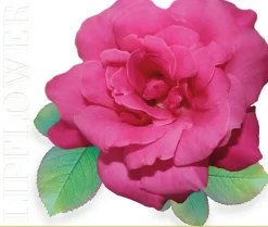 Lip Flower Rosa Nr. 186, 3,60 g