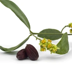 Organic Golden Jojoba Oil, 20 ml