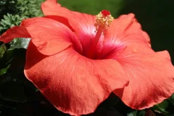 Organic Hibiscus, 100 g