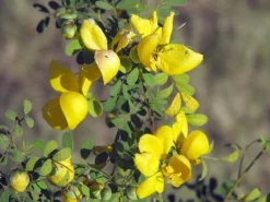 Organic Senna, 100 g
