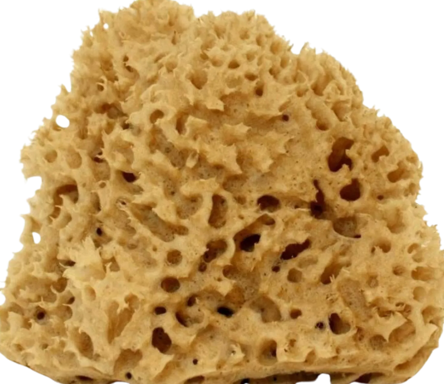 Spugna Arcipelago Lavata, Grande, 12-14 g